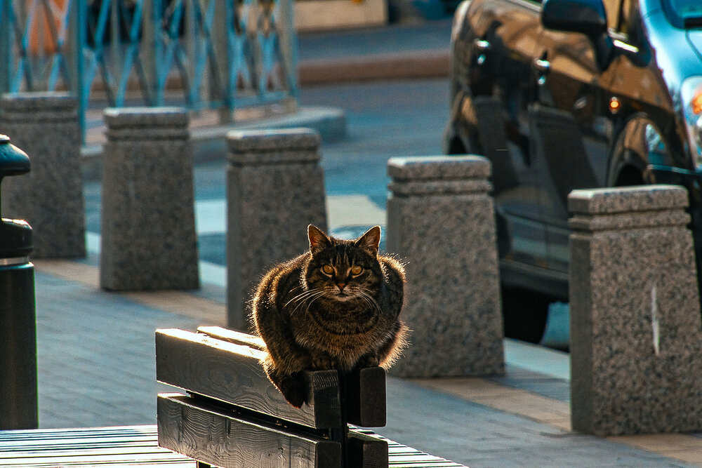 Photograph by Дмитрий Бровко