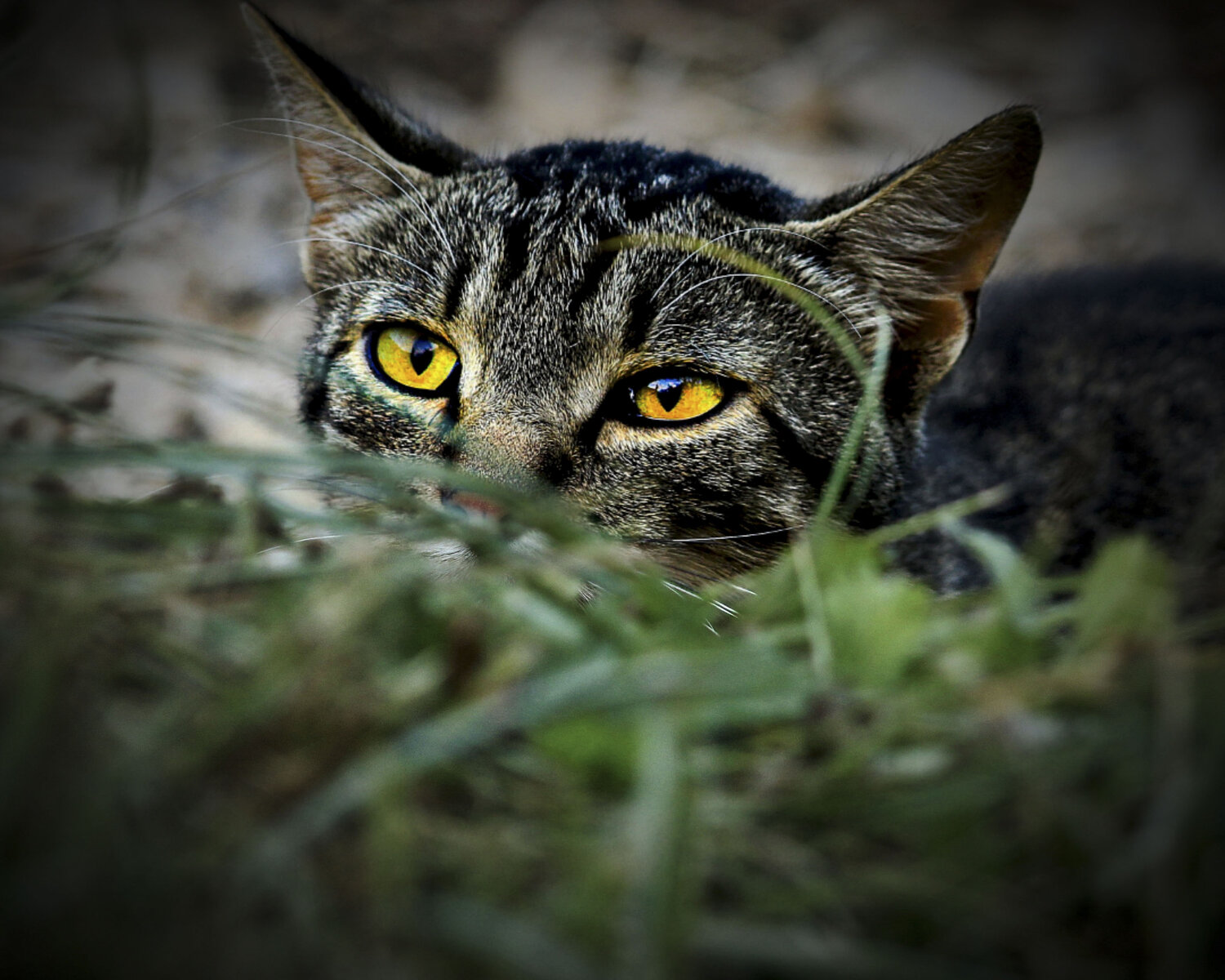 Photo #14059567