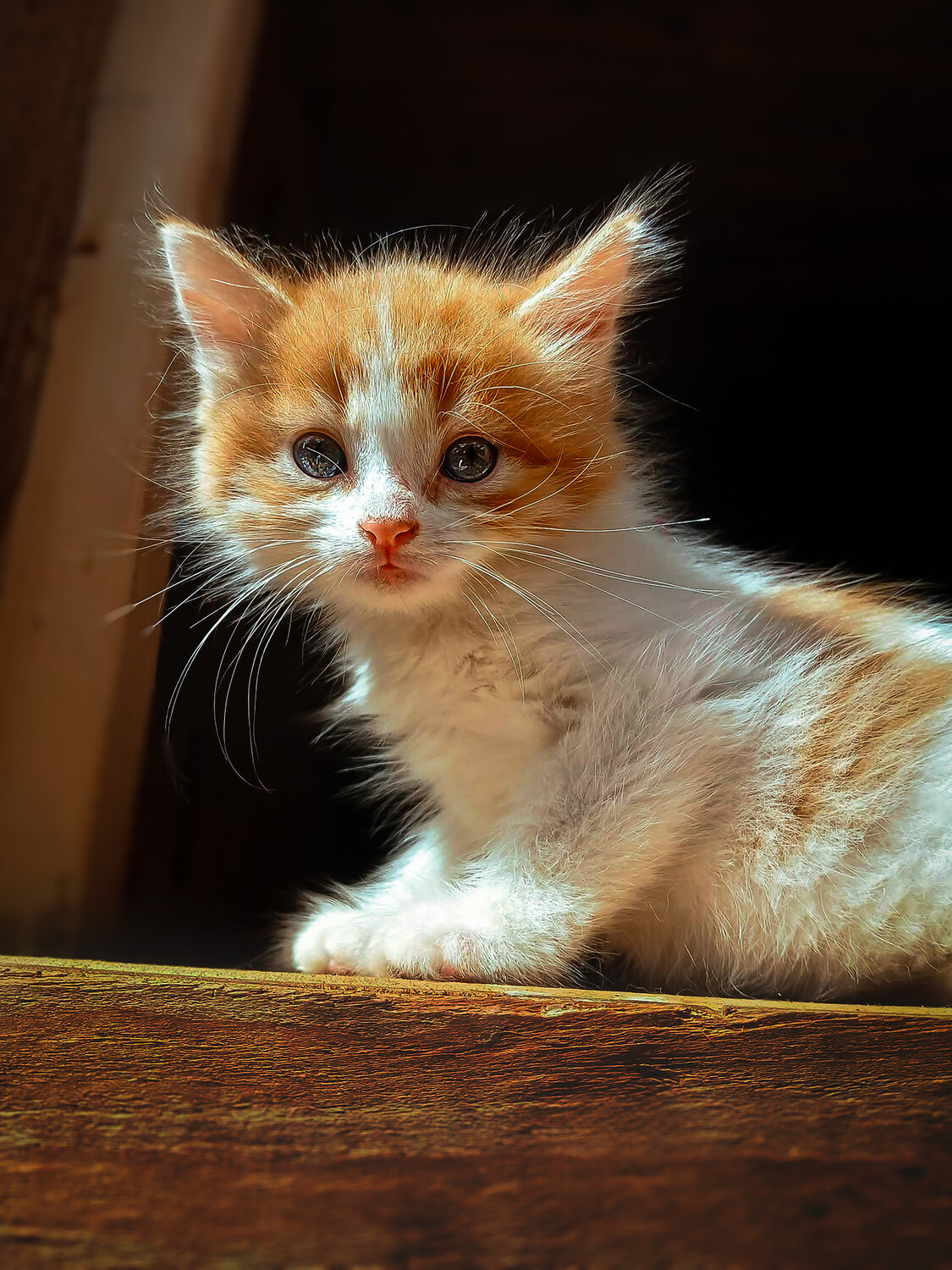 Photo #14059579