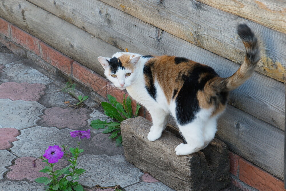 Photograph by Василий Быстрицкий