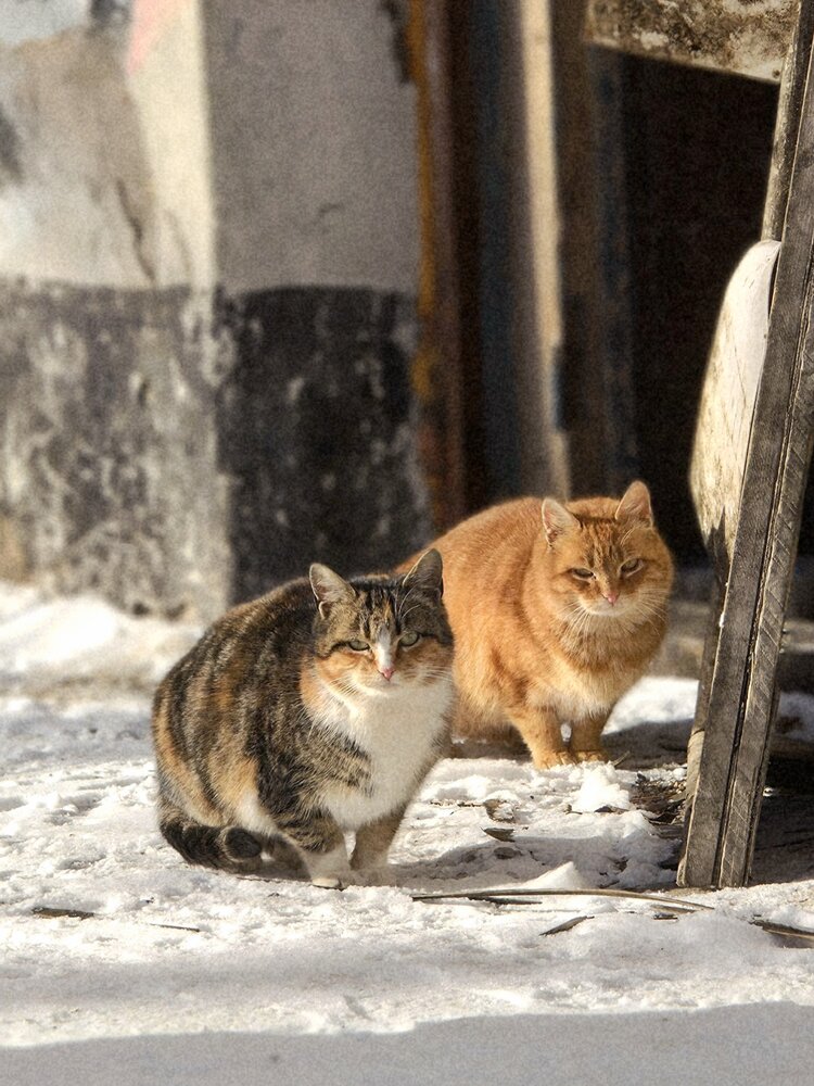 Photograph by Светлана Кустова