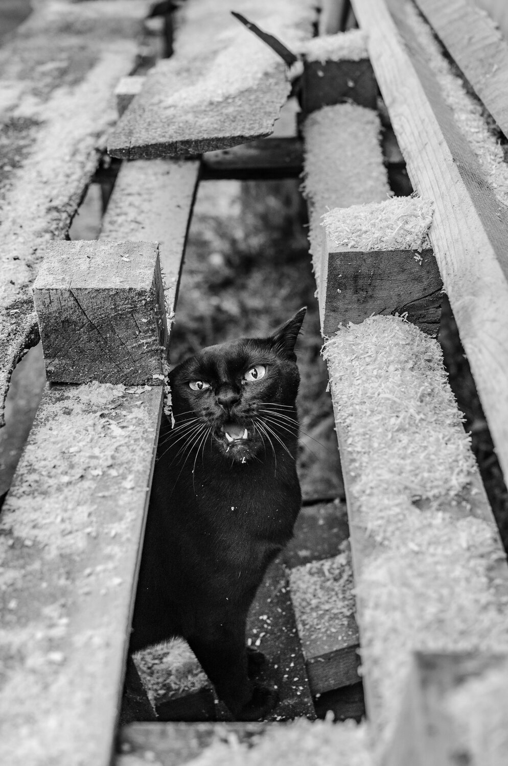 Photo #14059710