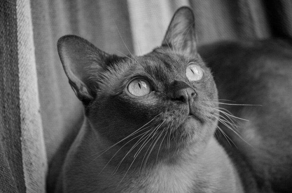 Photograph by Татьяна Корнишина