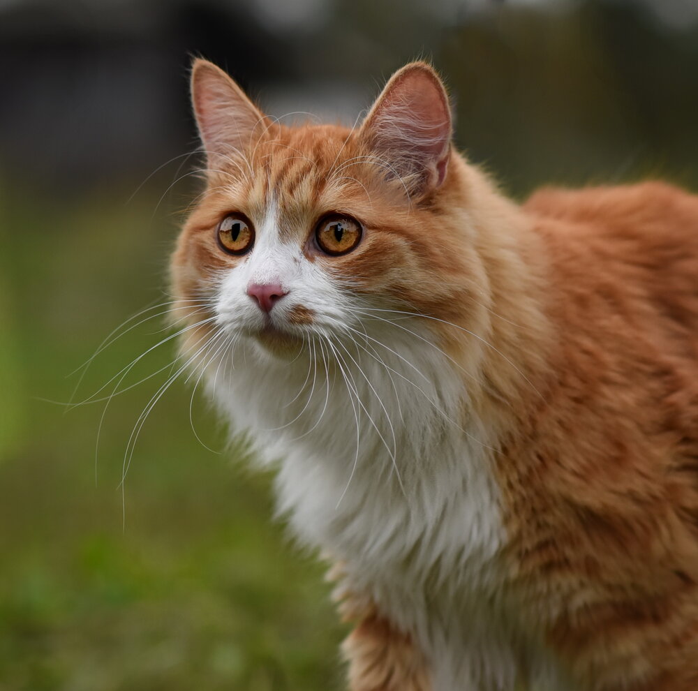 Photograph by Ольга Слободянюк