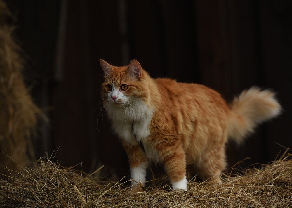 Photograph by Ольга Слободянюк