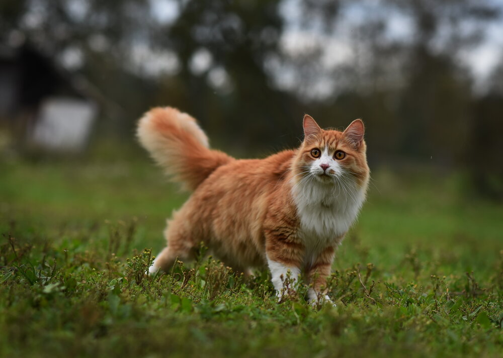 Photograph by Ольга Слободянюк