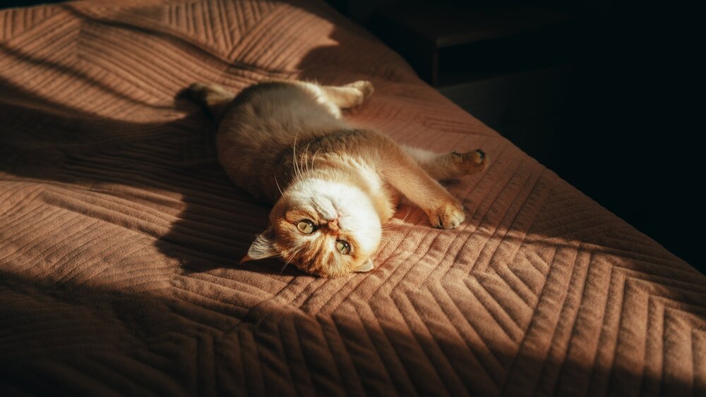 Photograph by Белокуров Сергей
