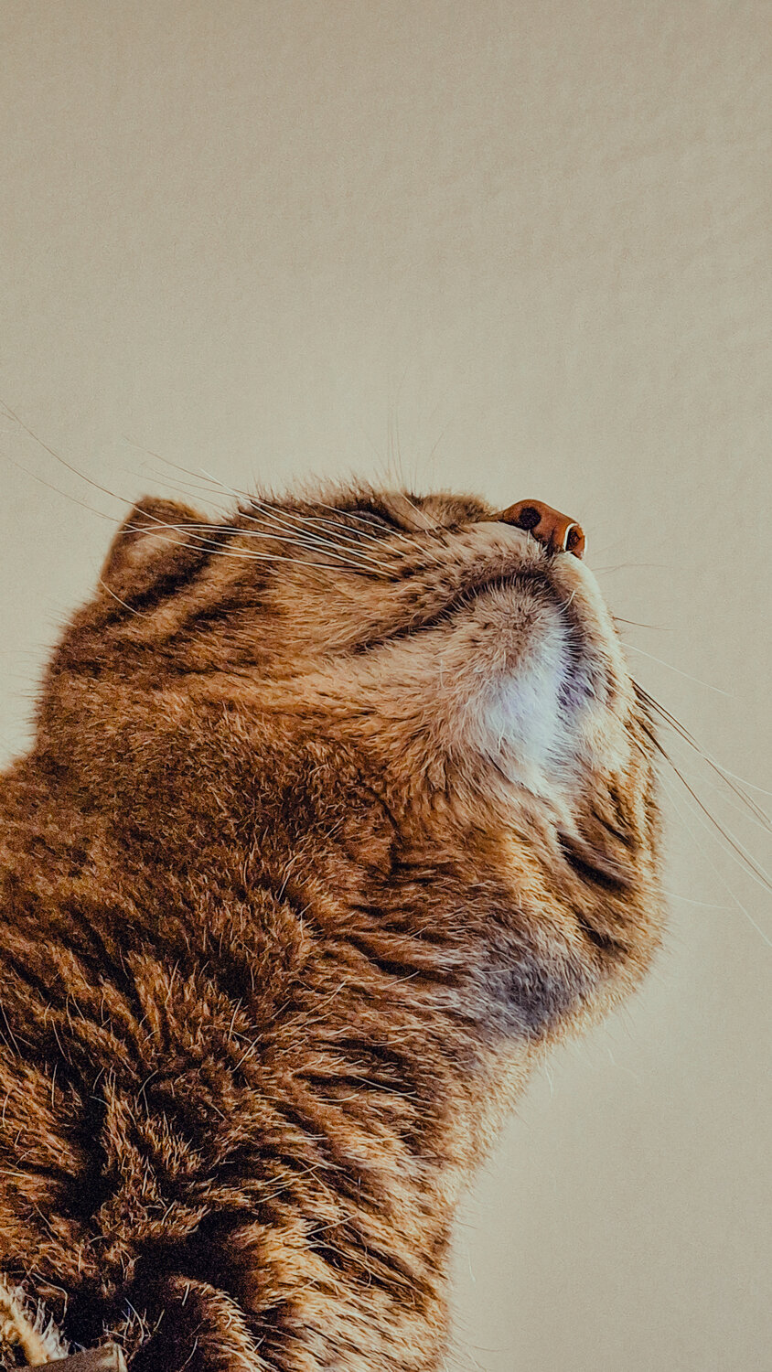 Photo #14059982