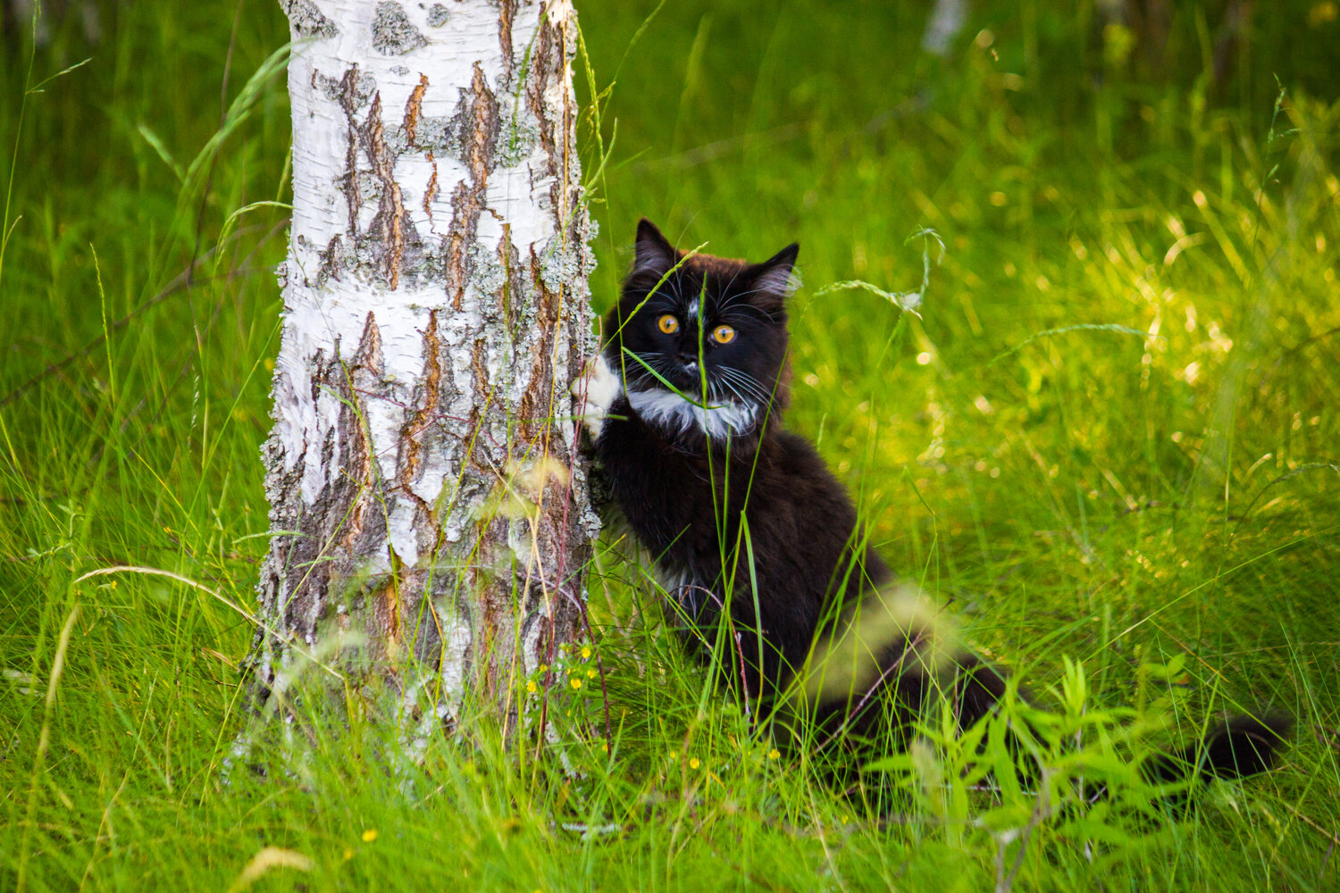 Photo #14060059