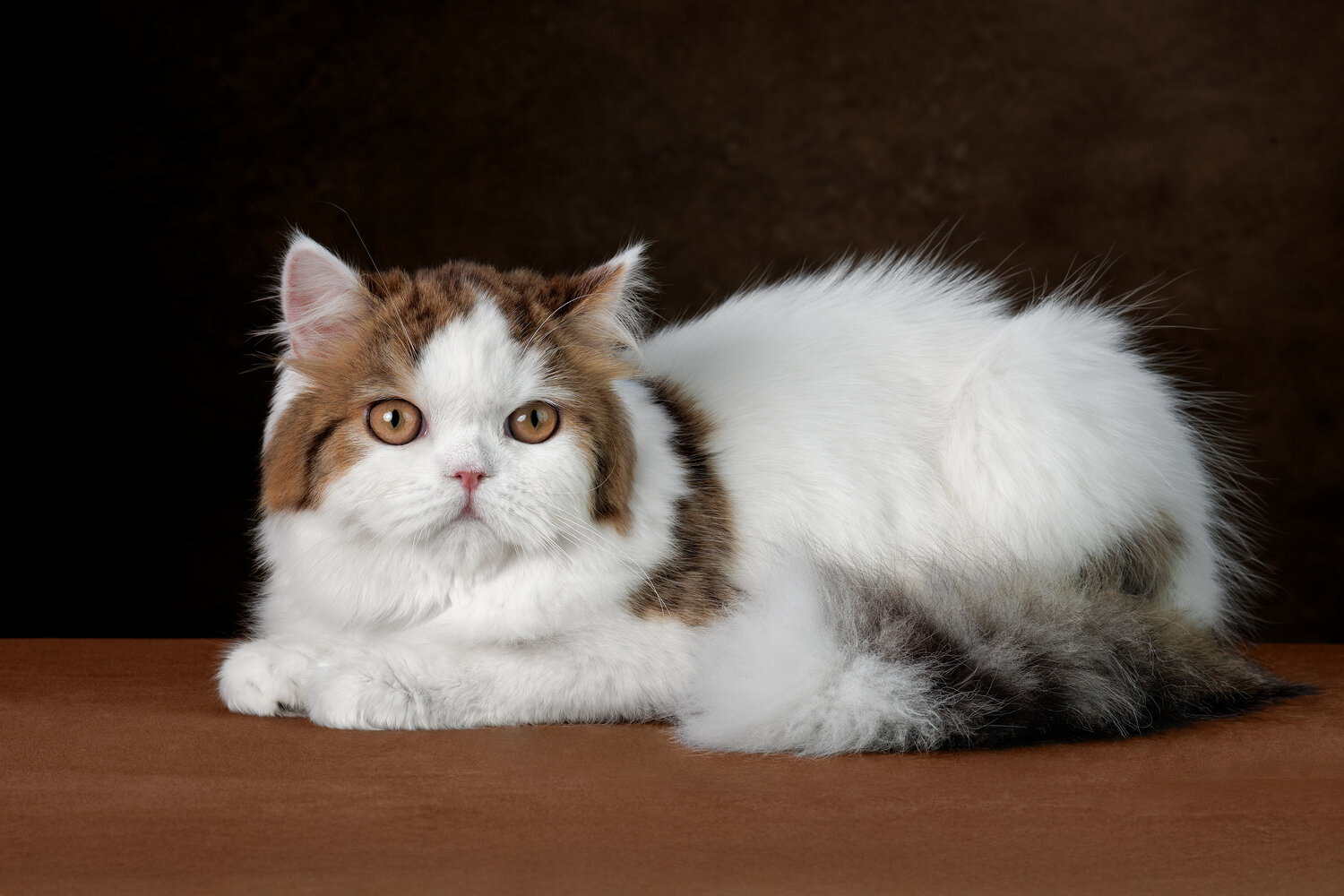 Photo #14060064