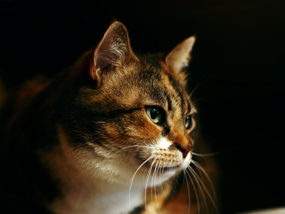 Photograph by Владимир Лобанов