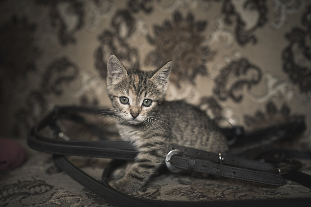 Photograph by Юлия Шестопалова