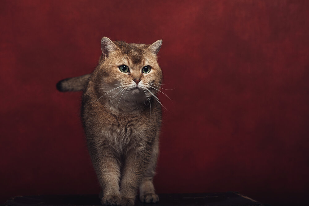 Photograph by Юлия Шестопалова