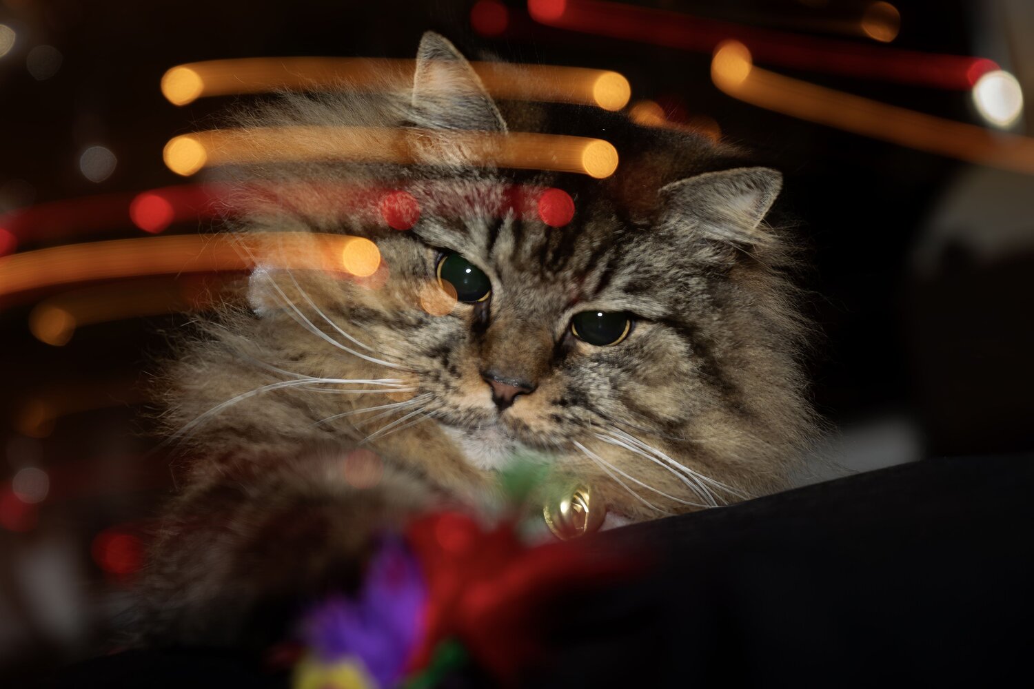 Whiskers and Lights