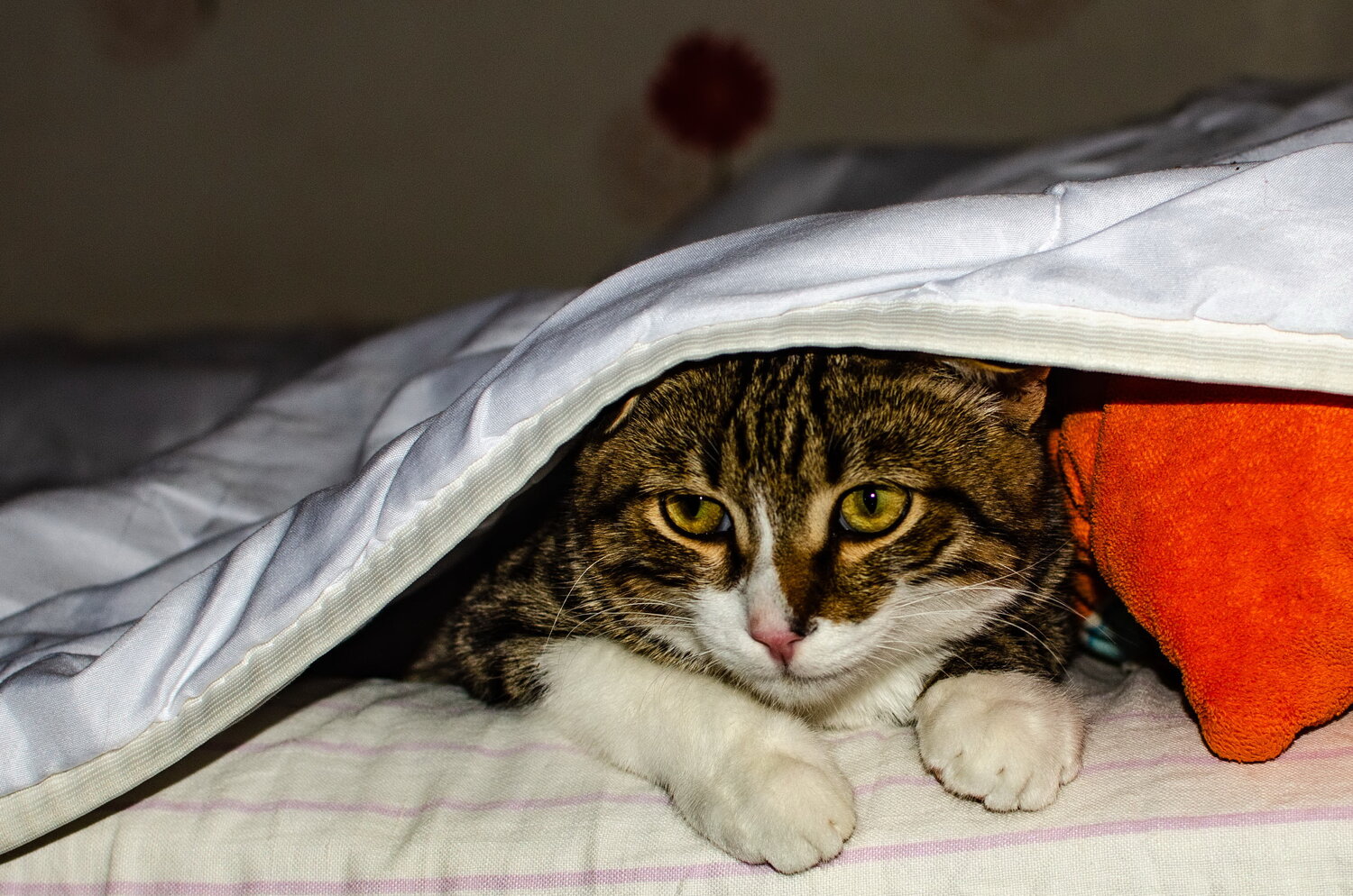 Photo #14060183