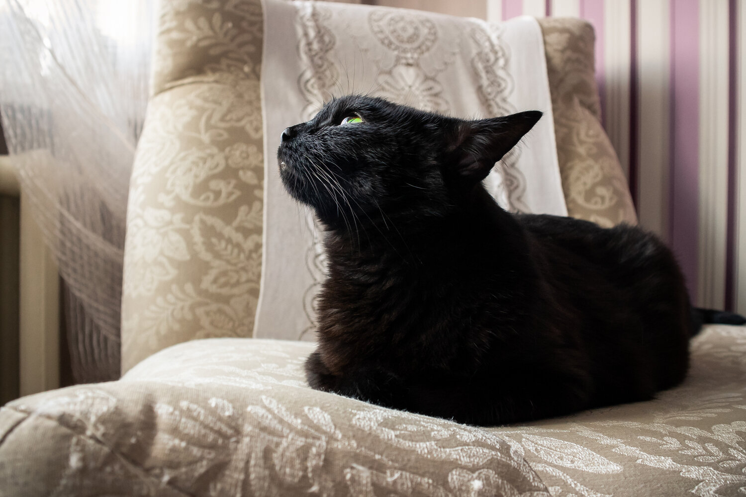 Photo #14060528
