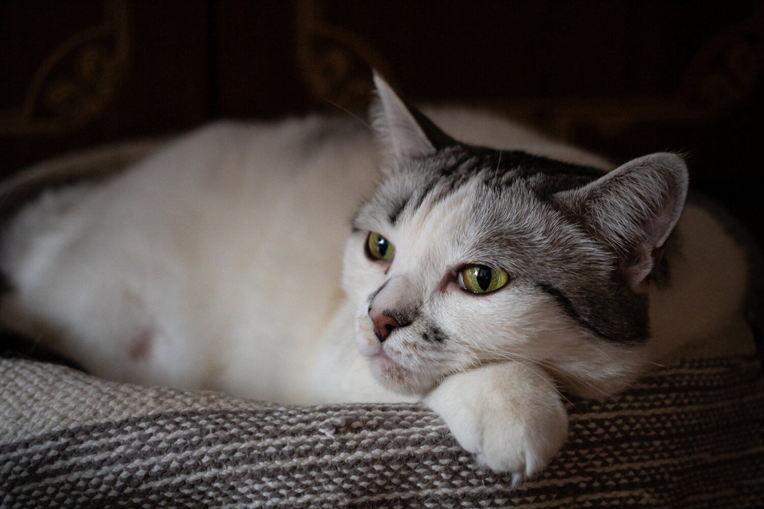 Photo #14060529