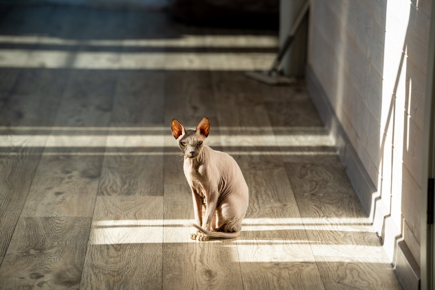 Photo #14060556