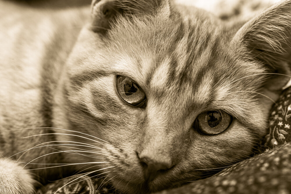 These eyes