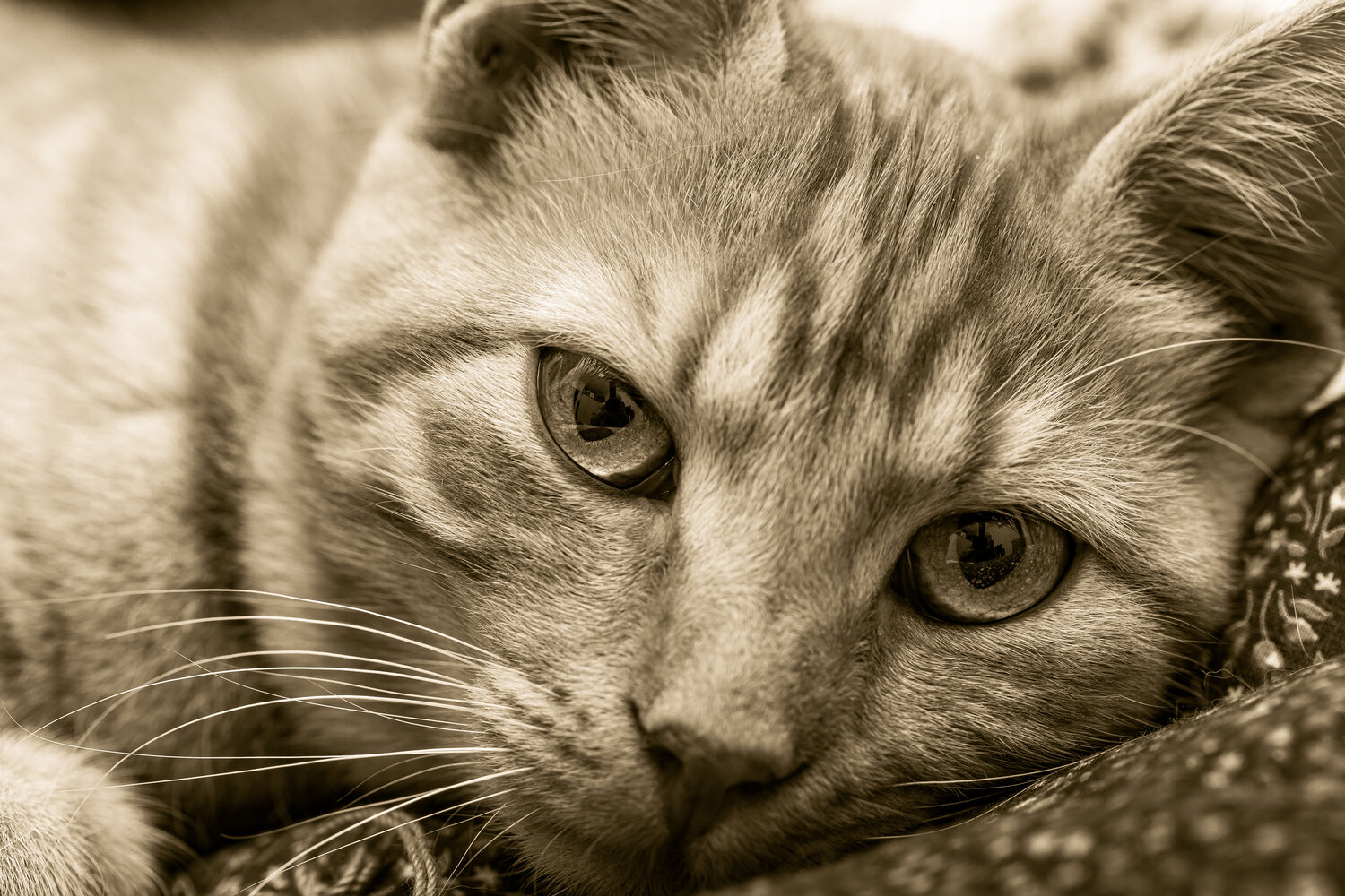 These eyes
