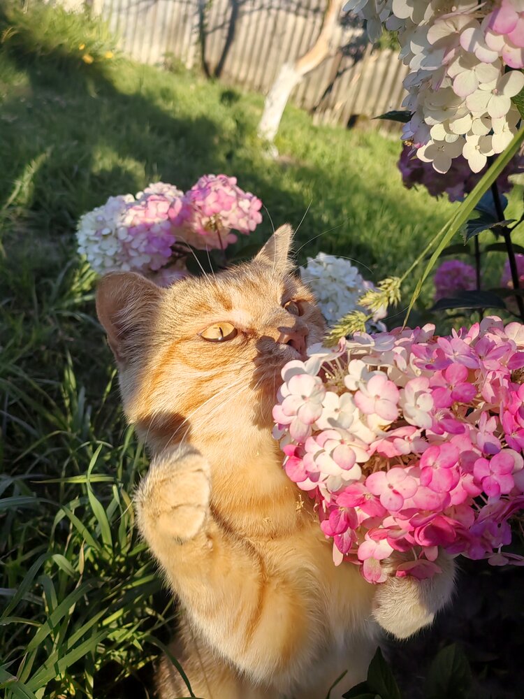 Photo #14060605