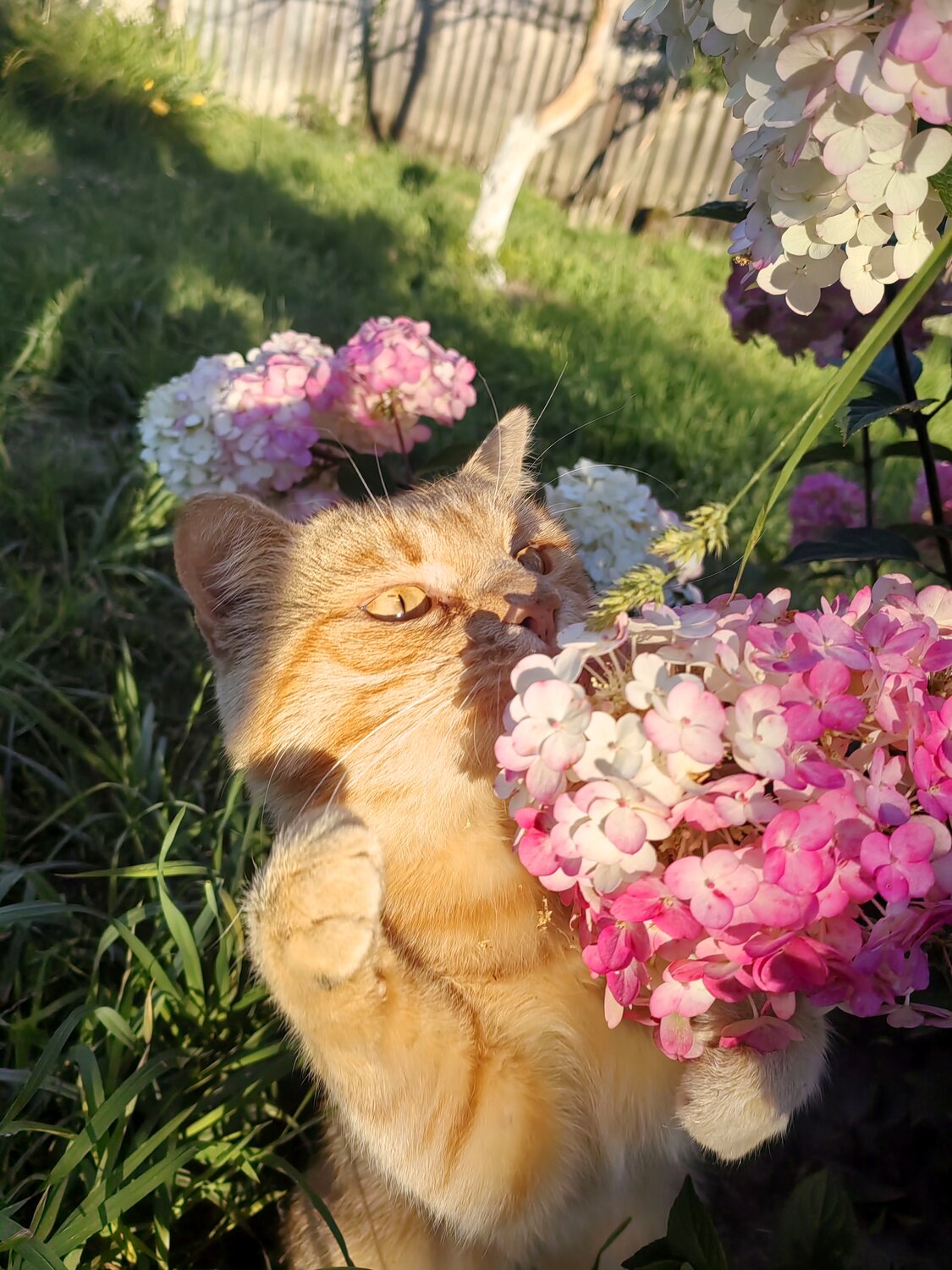 Photo #14060605