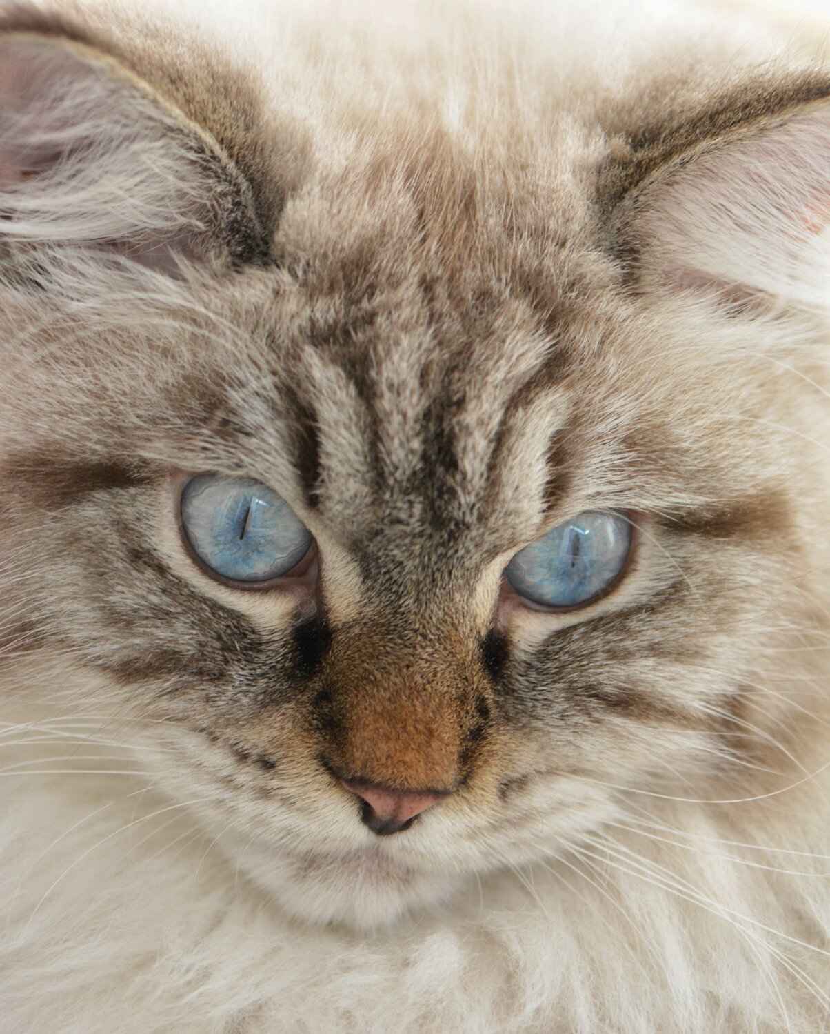 Photo #14060872