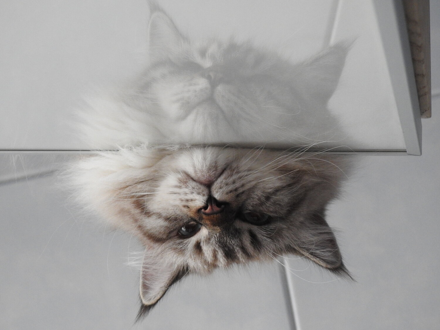 Photo #14060873