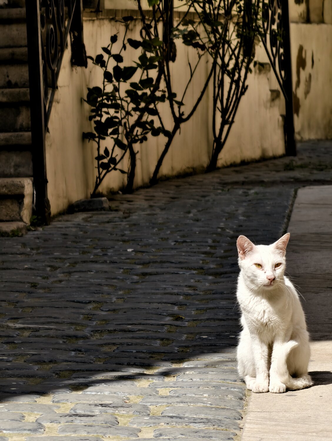 Photo #14061067