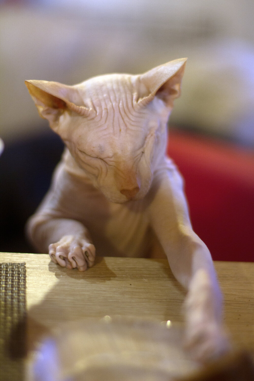 Photo #14061305