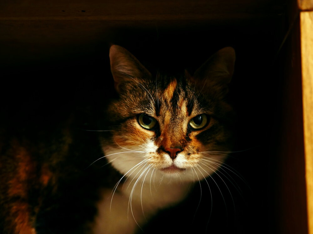 Photograph by Владимир Лобанов