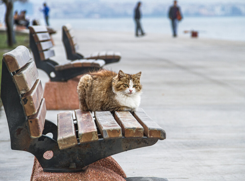 Photograph by Елена Третьякова