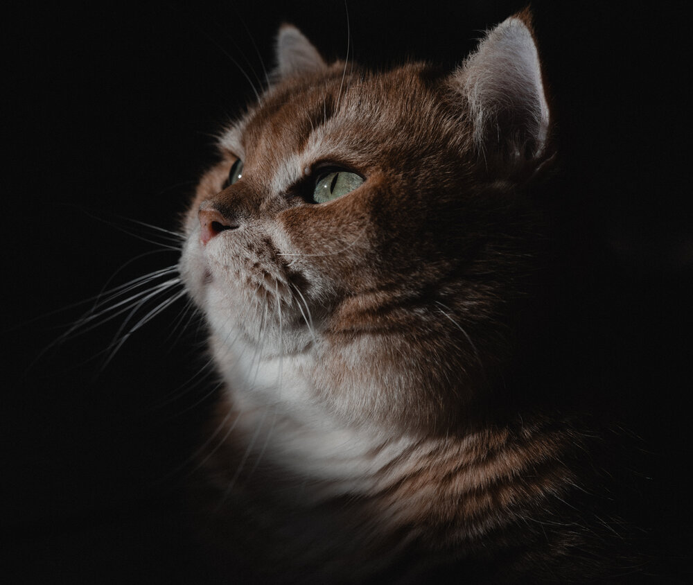 Photograph by Nadin Belova