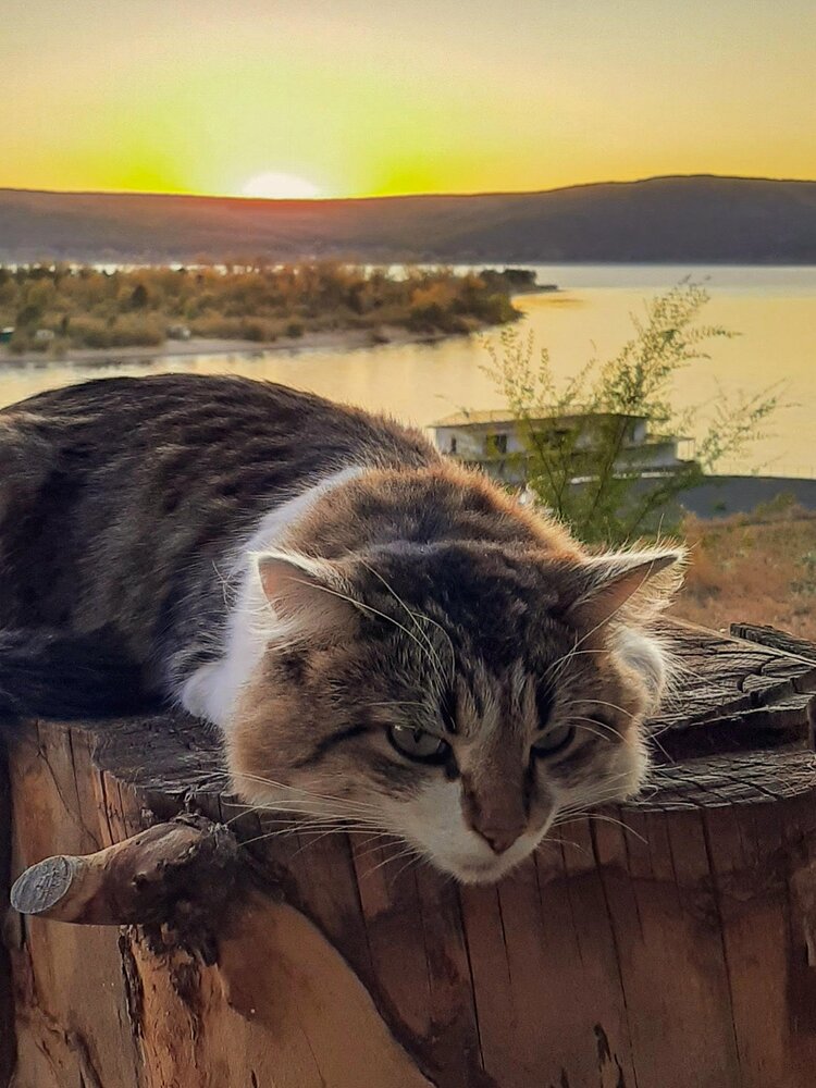 Самарский котик.