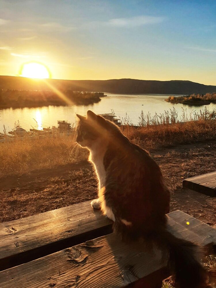 Волжский котик!