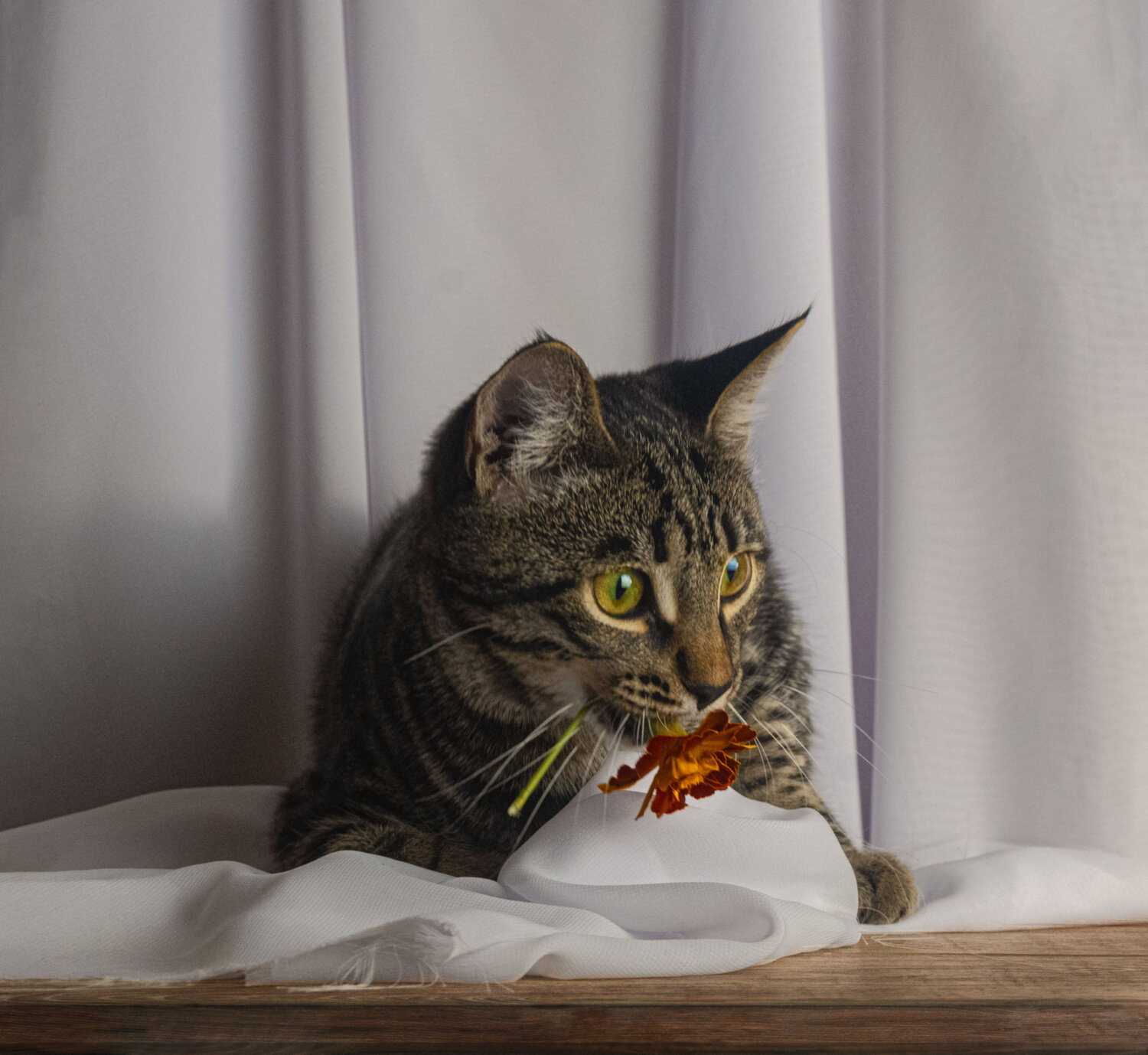 Photo #14061541