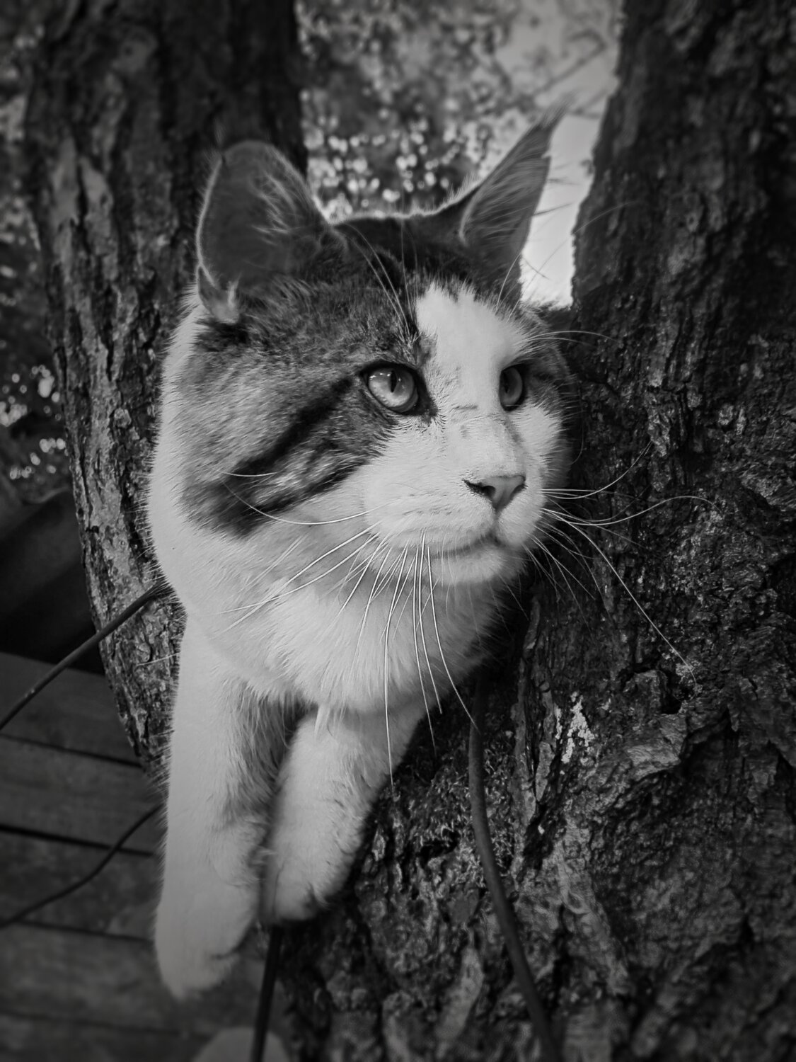 Photo #14061642