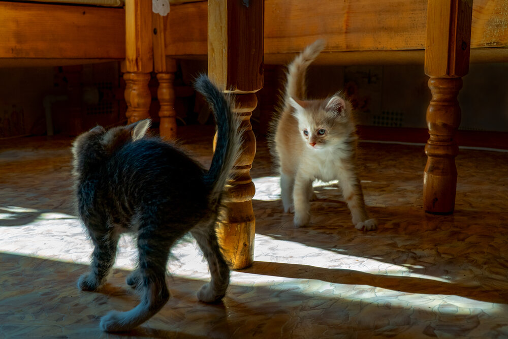 Photograph by Александр Колляков