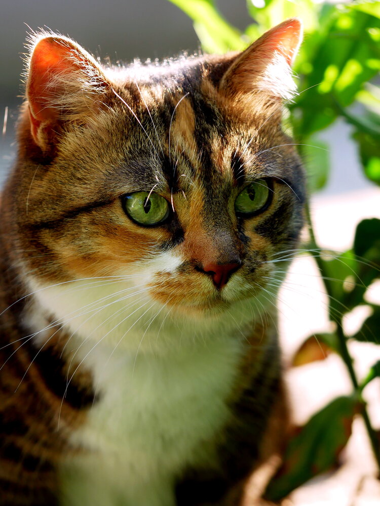 Photograph by Наталья Лобанова