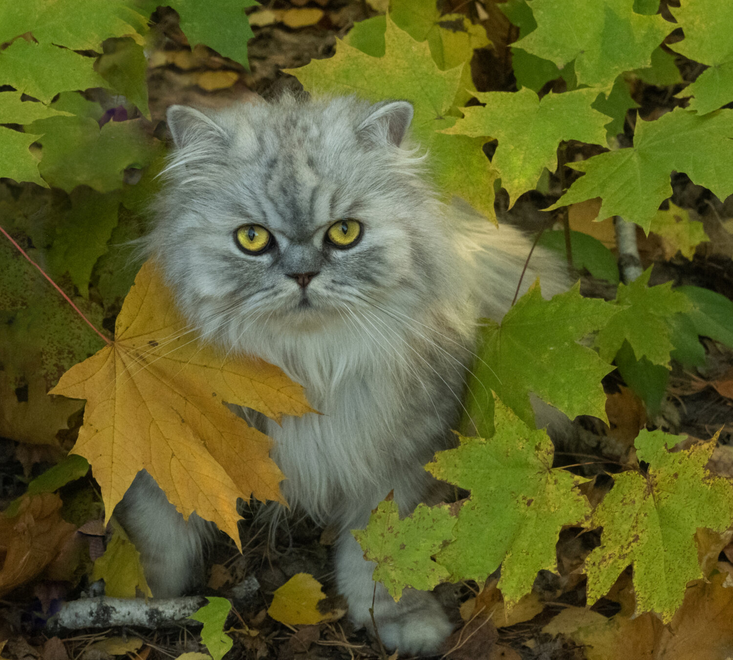 Photo #14061787