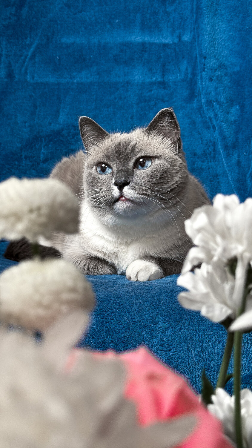 Photo #14061844