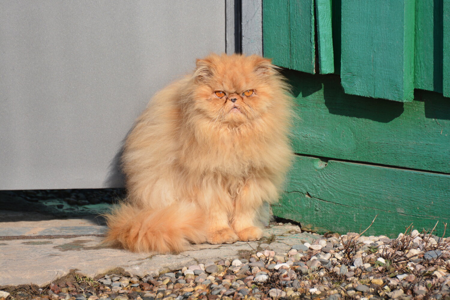 Photo #14061990