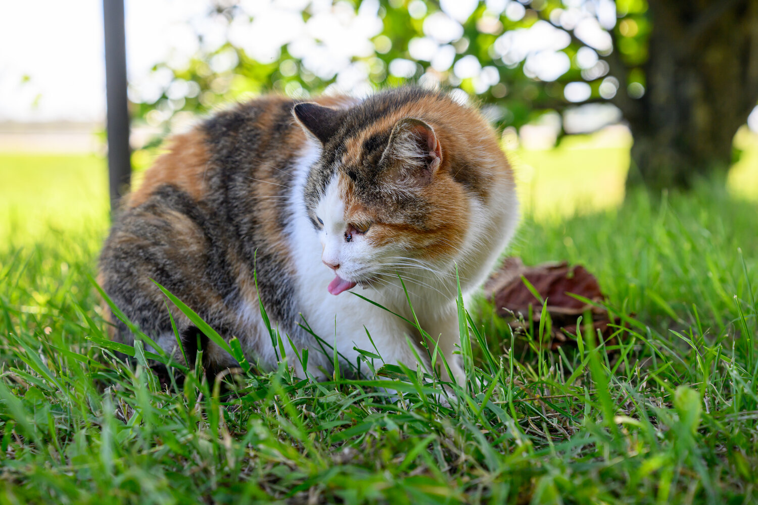 Photo #14062031