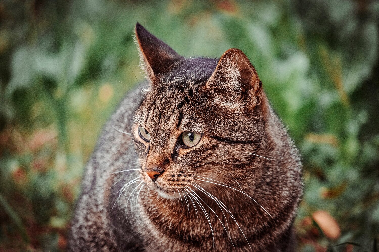 Словно в джунглях