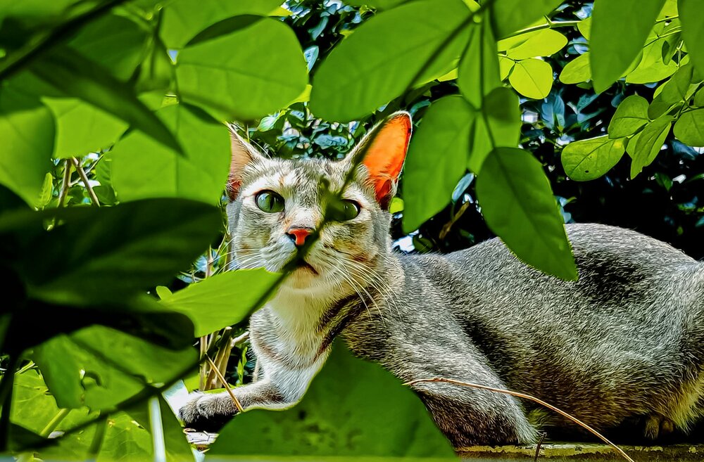 Photograph by Ashata Jannat Jannat