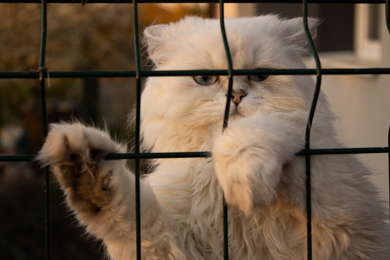 Captured