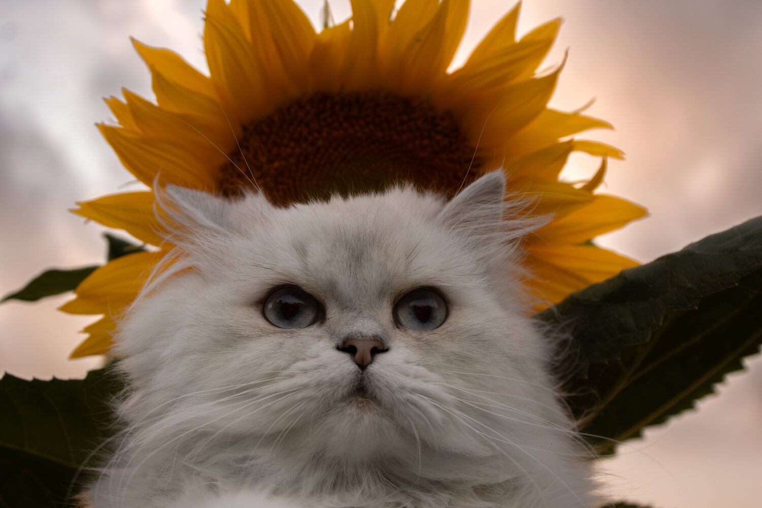 Sunflower King