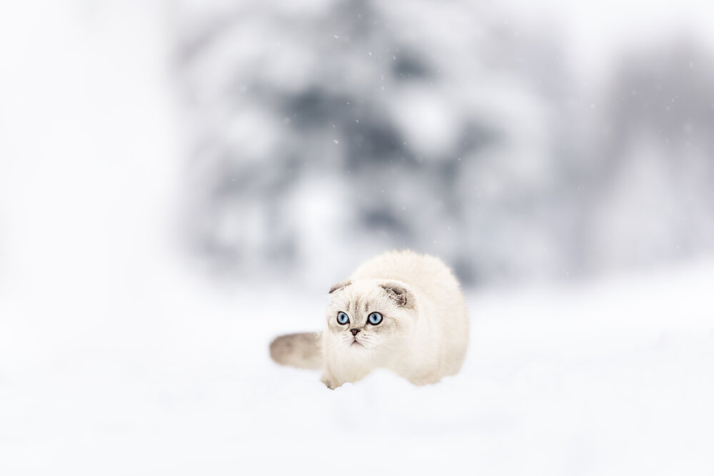 Photograph by Tomas Danco