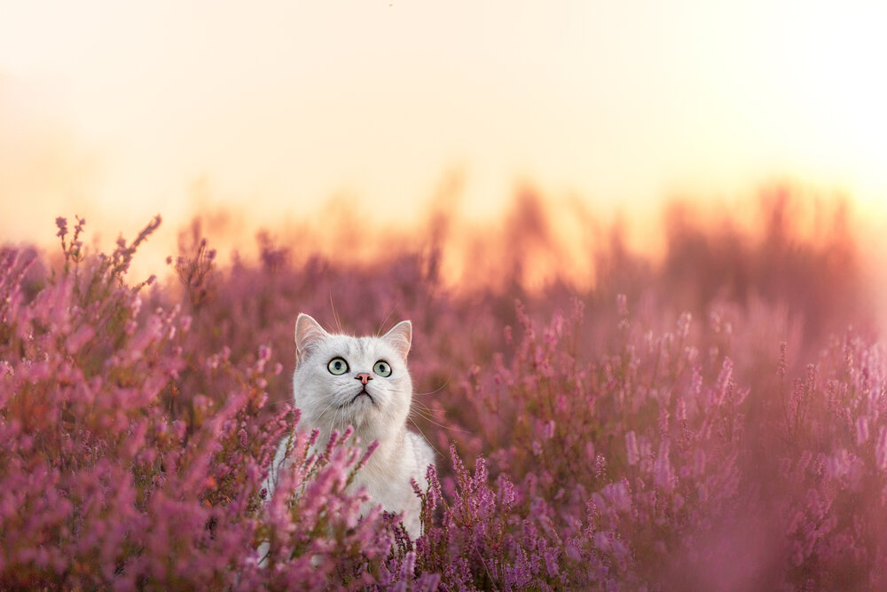 Photograph by Tomas Danco