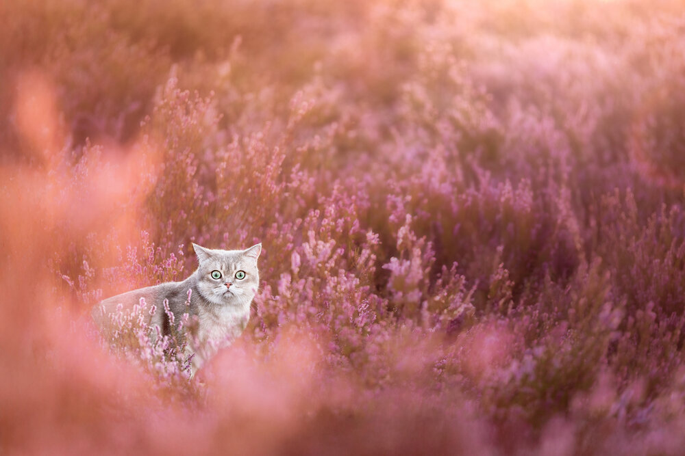 Photograph by Tomas Danco